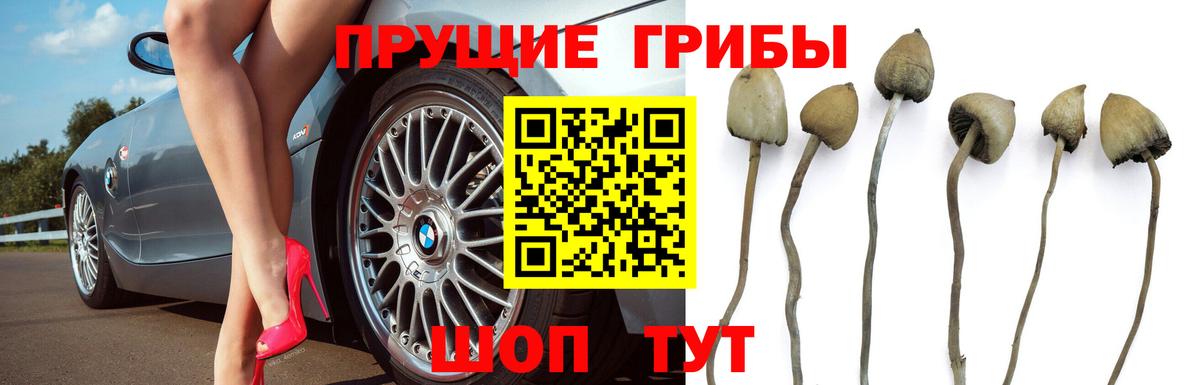 Коммунар  Псилоцибиновые грибы Psilocybe  Псилоцибиновые грибы GOLDEN TEACHER  Вход с VPN 